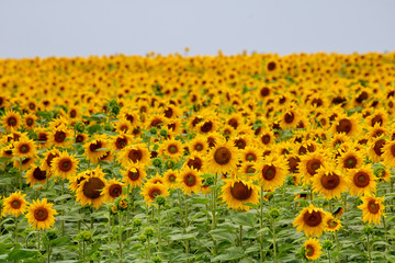 Fototapeta premium Field of sunflowers