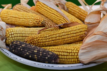 A bowl of yellow and black corncobs.