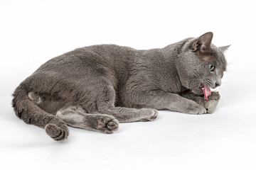 Katzen-Russisch-Blau-16507