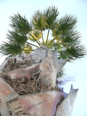 Palm tree with branches and leaves in the bay of the capital of Cadiz, Andalusia. Spain. Europe
