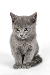 Katzen-Russisch-Blau-16439