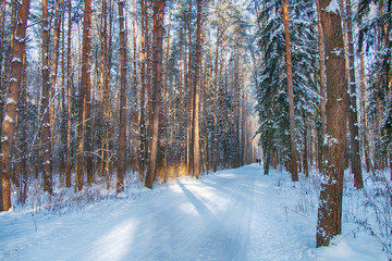 Naklejka premium Beautiful winter forest landscape