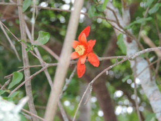 Flor solit&aacute;ria