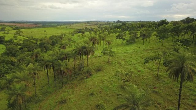 Aerial shot of palm trees growing in the wild, flying over people harvesting coyol fruit to produce oil, shot in Brazil