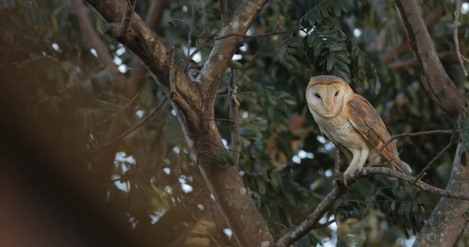 Barn owl in the strong windy. Bird in storm. Barn owl sitting on tree trunk at the evening with nice light near the nest hole. Wildlife scene from nature. Animal behaviour in habitat. Owl hidden. 