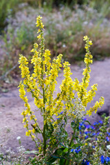 Plant Mullein (Verbascum thapsus) with yellow flowers