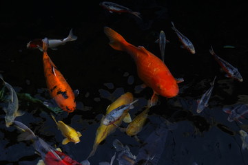 beautiful multicolor koi fishes in a pond