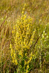 Plant Mullein (Verbascum thapsus) with yellow flowers