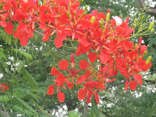 Flor de Flamboyant