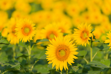 Sunflowers on a Field in Ticino, Switzerland.
