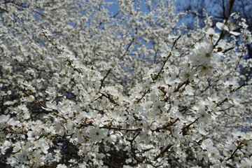 Florescence of Prunus cerasifera tree in spring