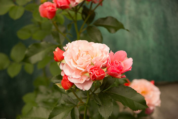 Garden Rose Flower 