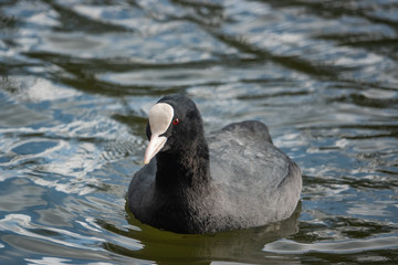 Eurasian Coot in Pond in Winter