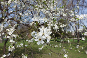 Little white flowers of Prunus cerasifera in spring