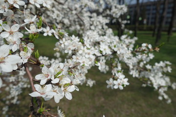 Prunus cerasifera in full bloom in spring