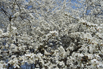Plenty of white flowers of Prunus cerasifera against blue sky