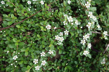 Close view of small white flowers of Cotoneaster horizontalis