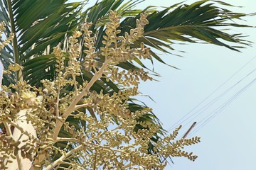 Betel palm on tree