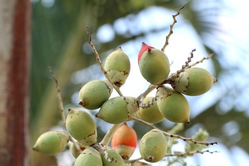 Betel palm on tree