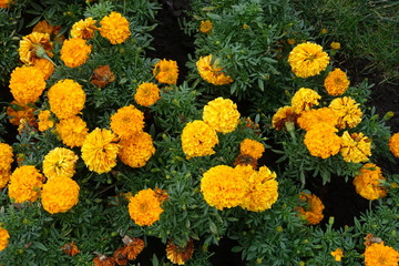 View of Tagetes erecta with orange flowers from above