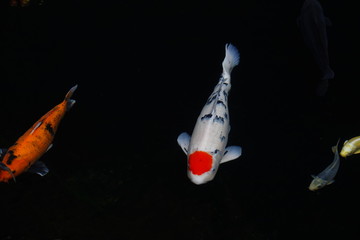 colorful koi fishes in a pond