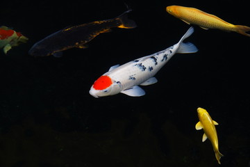 colorful koi fishes in a pond