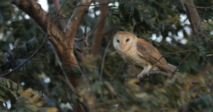 Barn owl in the strong wind. Bird in storm. Barn owl sitting on tree trunk at the evening with nice light near the nest hole. Wildlife scene from nature. Animal behaviour in habitat. Owl hidden. 