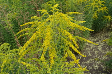Panicle of yellow flowers of Solidago canadensis in summer