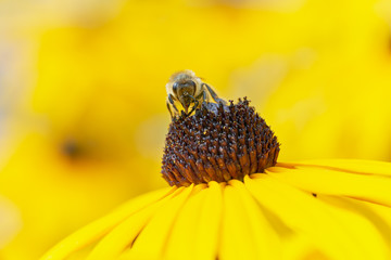 Bee on Black-Eyed Susan. Defocused orange background.  