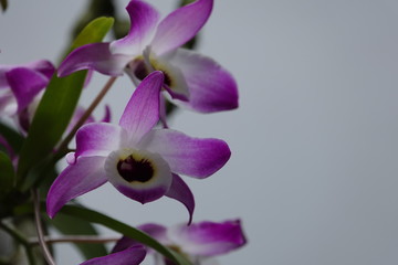 Obraz premium beautiful orchid flowers blossom