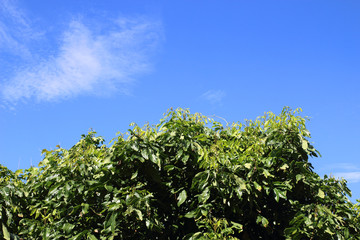 Fototapeta premium Treetop with green leaves against blue sky