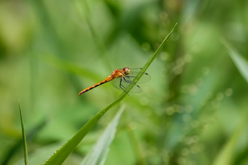 Meadowhawk Dragonfly on Leaf in Summer