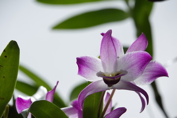 beautiful orchid flowers blossom