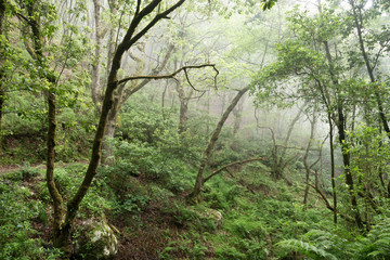 Fototapeta premium nature, forest, Madeira, 