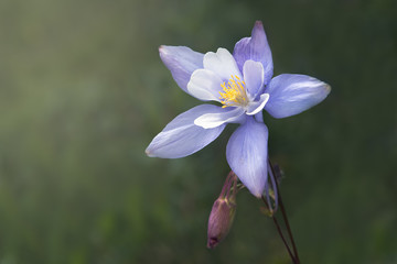Columbine 