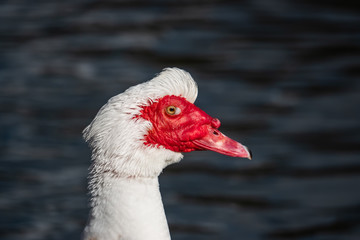 White Muscovy Duck in Winter