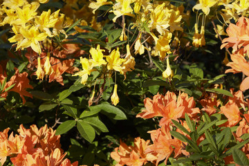 Time of azaleas bloom in the botanical garden.