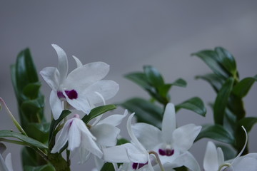 Fototapeta na wymiar beautiful orchid flowers blossom