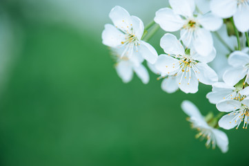 Cherry flowers frame