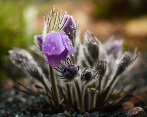 Pusatilla patens, pasque flower.
