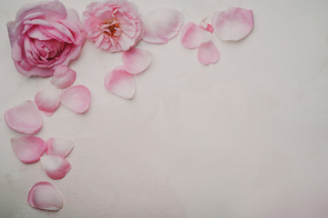 Beautiful pink roses on white background, buds and petals, top view