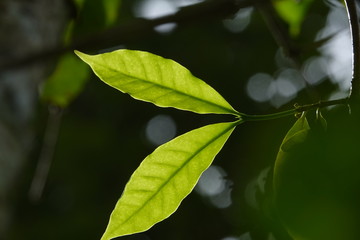 top quality raw coffee beans