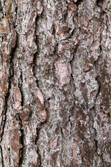 Texture of a tree bark VI