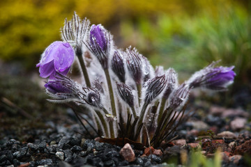 Fluffy pusatilla patens (pasque flower) with rain drops, focus on foreground.