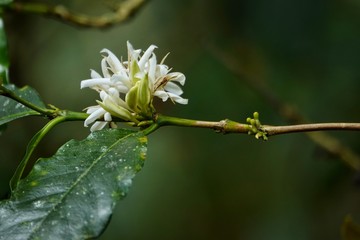 top quality raw coffee beans