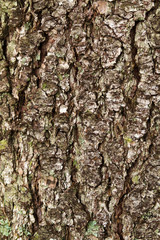 Texture of a tree bark IV