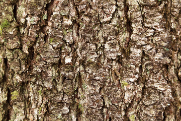 Texture of a tree bark III