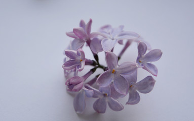 Gentle romantic floral composition. Light spring lilac flowers close up. Minimal art