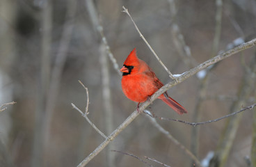 Male Northern Cardinal