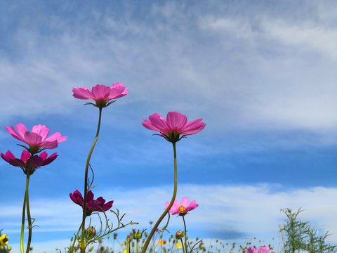 Cosmos flower  butiful  on sky background 